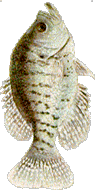 Grand Lake Crappie Club
